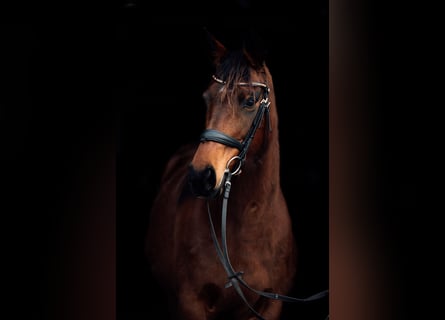 AES, Merrie, 9 Jaar, 163 cm, Bruin