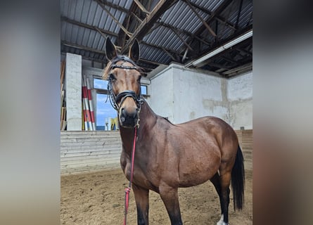 AES, Merrie, 9 Jaar, 163 cm, Bruin