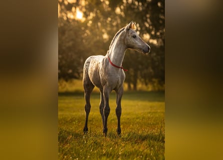 AES, Merrie, Veulen (06/2025), 170 cm, Appaloosa