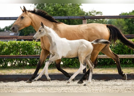 AES, Merrie, Veulen (06/2026), Gevlekt-paard