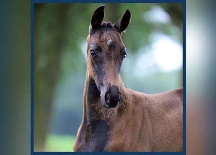 AES, Merrie, veulen (01/2024), Zwartbruin