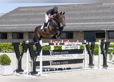 AES, Ruin, 10 Jaar, 172 cm, Bruin