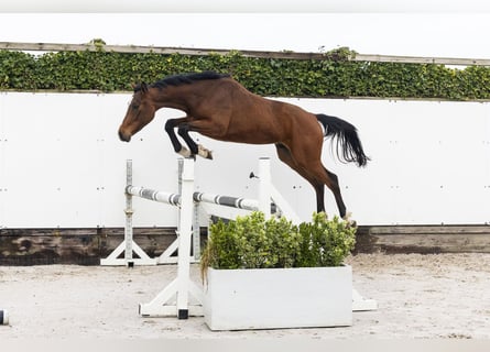 AES, Ruin, 2 Jaar, 153 cm, Bruin