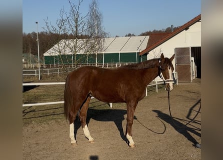 AES, Ruin, 2 Jaar, 158 cm, Vos