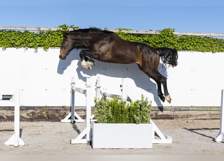 AES, Ruin, 3 Jaar, 164 cm