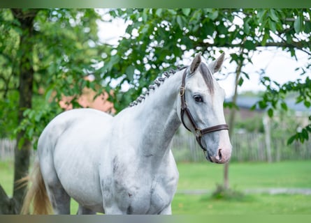 AES, Ruin, 3 Jaar, 166 cm, Schimmel