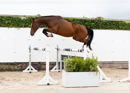 AES, Ruin, 4 Jaar, 160 cm, Bruin