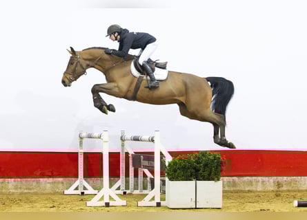 AES, Ruin, 4 Jaar, 168 cm