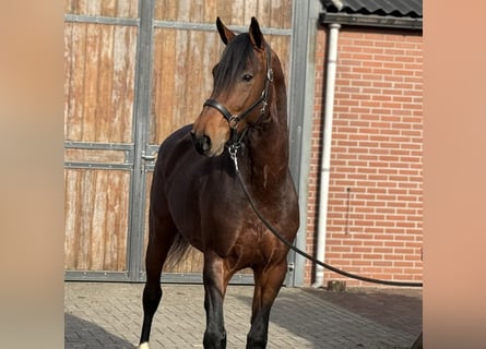 AES, Ruin, 5 Jaar, 162 cm, Bruin