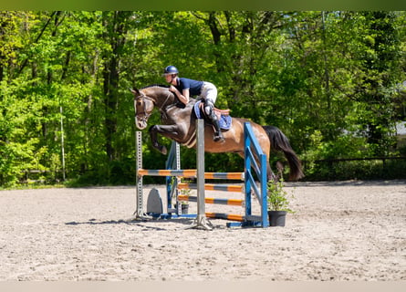 AES, Ruin, 5 Jaar, 163 cm, Bruin