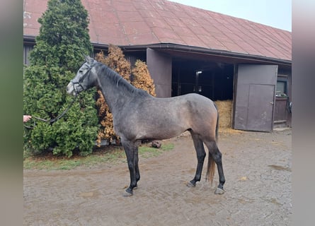 AES, Ruin, 5 Jaar, 166 cm, Schimmel