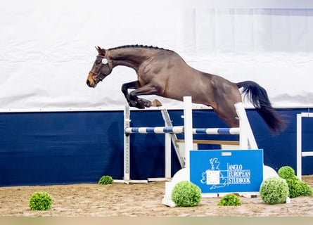 AES Mix, Ruin, 5 Jaar, 172 cm, Roodbruin