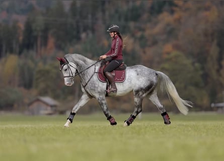 AES, Ruin, 5 Jaar, 173 cm, Appelschimmel