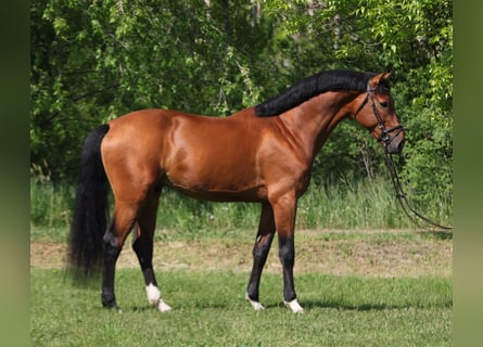 AES, Ruin, 6 Jaar, 169 cm, Roodbruin