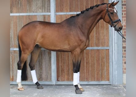 AES, Ruin, 6 Jaar, 172 cm, Bruin
