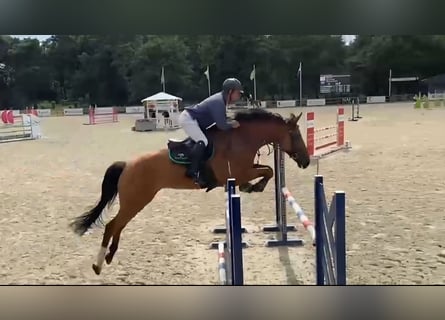 AES, Ruin, 7 Jaar, 174 cm, Bruin