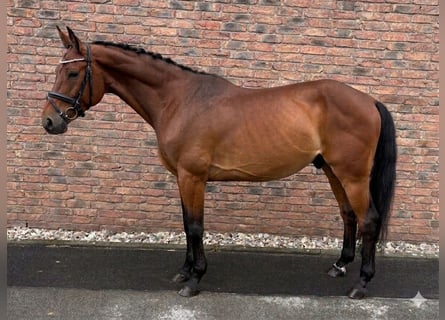AES, Ruin, 8 Jaar, 162 cm, Bruin