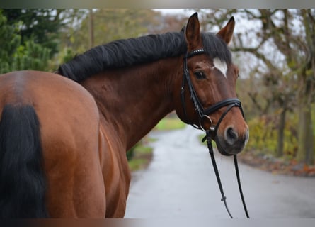 Oldenburger, Hengst, 30 Jaar, 166 cm, Bruin