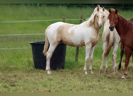 AIH (American Indian Horse), Hingst, 1 år, 155 cm, Palomino