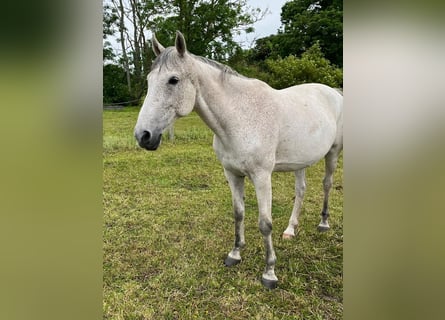 Akhal-Teke Mestizo, Caballo castrado, 16 años, Tordo