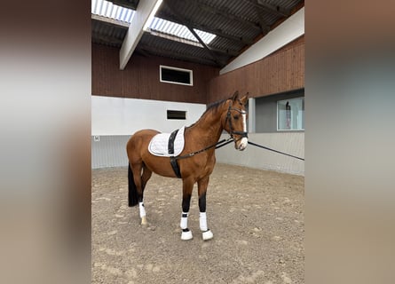 Akhal-Teke, Caballo castrado, 4 años, 165 cm, Castaño