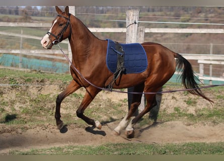 Akhal-Teke, Caballo castrado, 4 años, 165 cm, Castaño rojizo