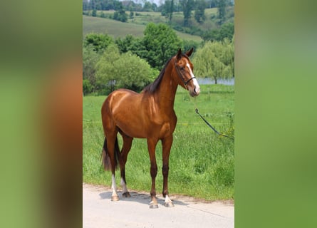 Akhal-Teke, Caballo castrado, 4 años, 165 cm, Castaño rojizo