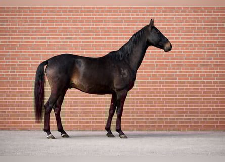 Akhal-Teke, Caballo castrado, 5 años, 154 cm, Morcillo