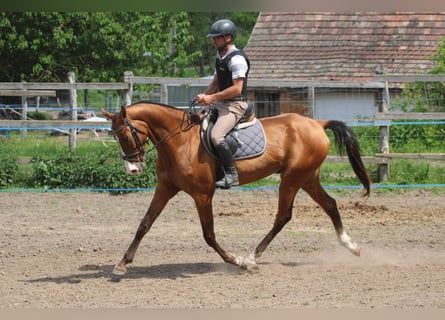 Akhal-Teke, Caballo castrado, 6 años, 165 cm, Castaño rojizo
