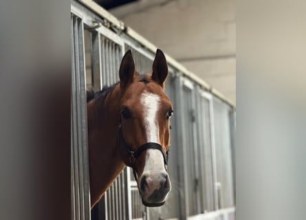 Akhal-Teke, Castrone, 5 Anni, 165 cm, Baio