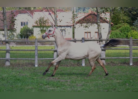 Akhal-Teke, Étalon, 2 Ans, 152 cm, Isabelle