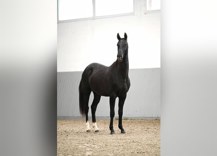 Akhal-Teke, Étalon, 2 Ans, Noir