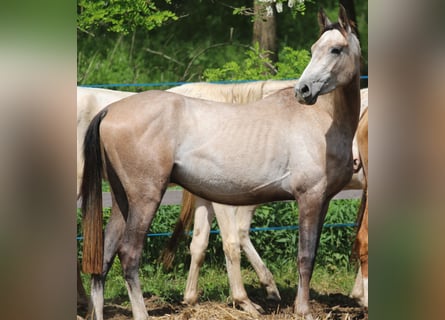 Akhal-Teke, Étalon, 3 Ans, 145 cm, Buckskin