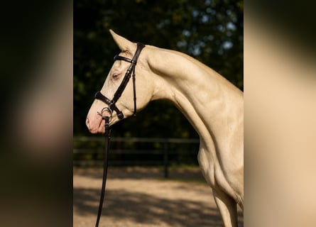 Akhal-Teke Croisé, Étalon, 3 Ans, 160 cm, Cremello
