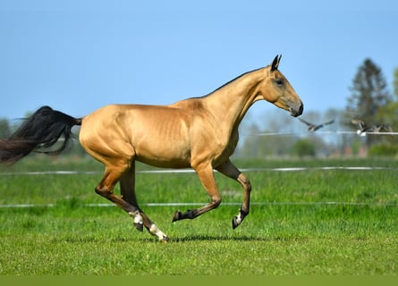 Akhal-Teke, Étalon, 3 Ans, Isabelle