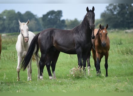 Akhal-Teke, Étalon, 4 Ans, 162 cm, Noir
