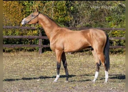 Akhal-Teke, Étalon, 7 Ans, 163 cm, Buckskin