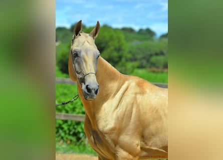 Akhal-Teke, Étalon, 15 Ans, 163 cm, Palomino