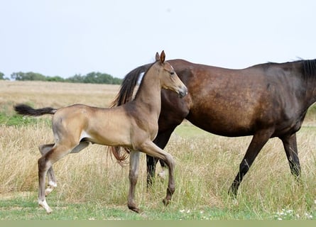 Akhal-Teke, Étalon, Poulain (06/2024), 162 cm, Buckskin