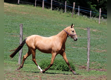 Akhal-Teke, Gelding, 3 years, 15.3 hh, Buckskin