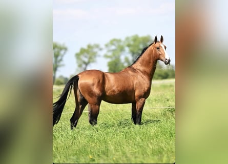 Akhal-Teke, Gelding, 5 years, 16 hh