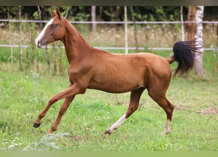 Akhal-Teke, Giumenta, 1 Anno, 143 cm