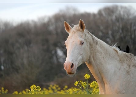 Akhal-Teke, Giumenta, 23 Anni, 158 cm, Cremello