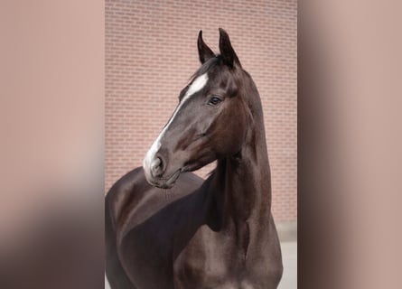 Akhal-Teke Mix, Giumenta, 3 Anni, 162 cm, Morello