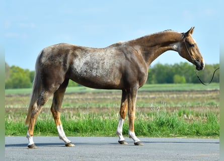 Akhal-Teke, Giumenta, 5 Anni, 157 cm, Palomino