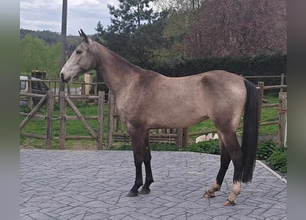 Akhal-Teke, Giumenta, 5 Anni, 161 cm, Pelle di daino