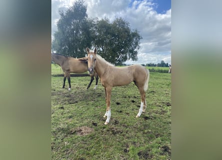 Akhal-Teke, Giumenta, Puledri
 (03/2024), Cremello