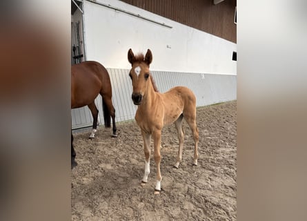 Akhal-Teke, Giumenta, Puledri (03/2026), Sauro