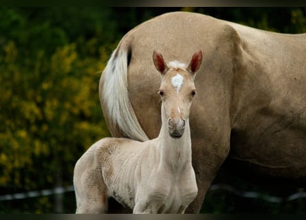 Akhal-Teke, Hengst, 1 Jaar, 160 cm, Palomino