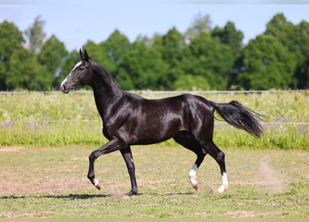 Akhal-Teke, Hengst, 3 Jaar, 162 cm, Zwart